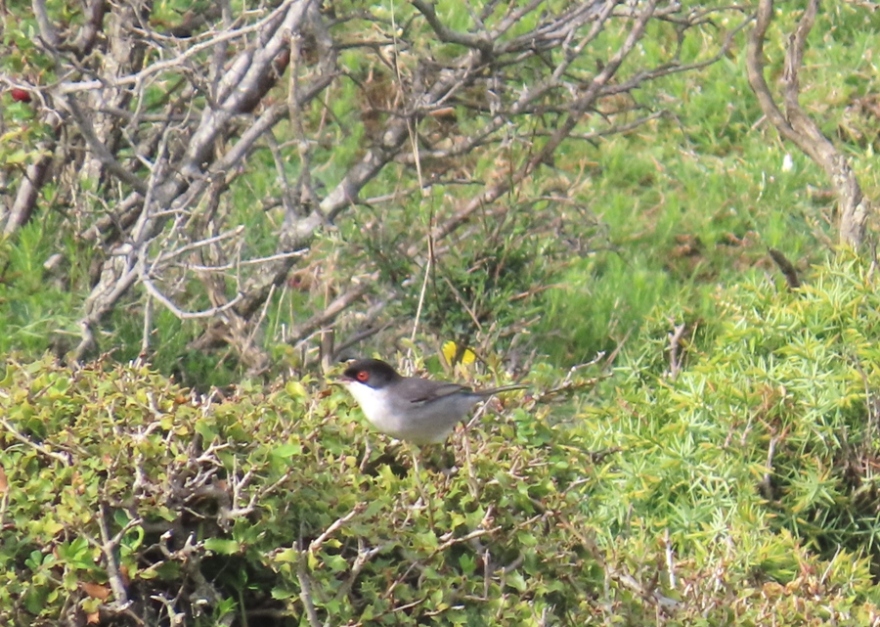 Sardinian Warbler