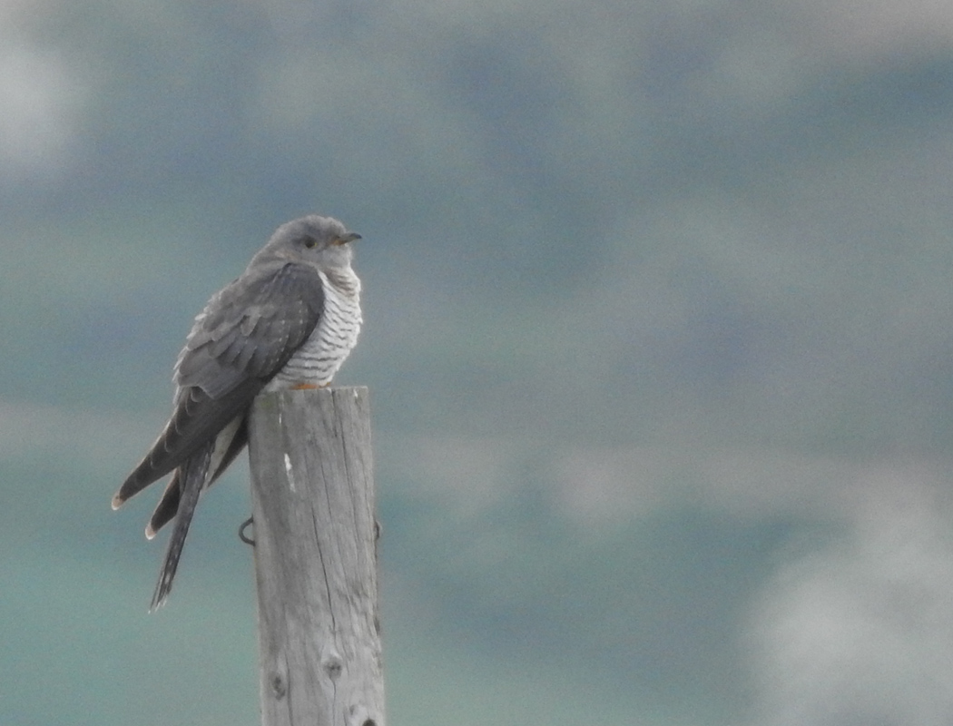 Common Cuckoo