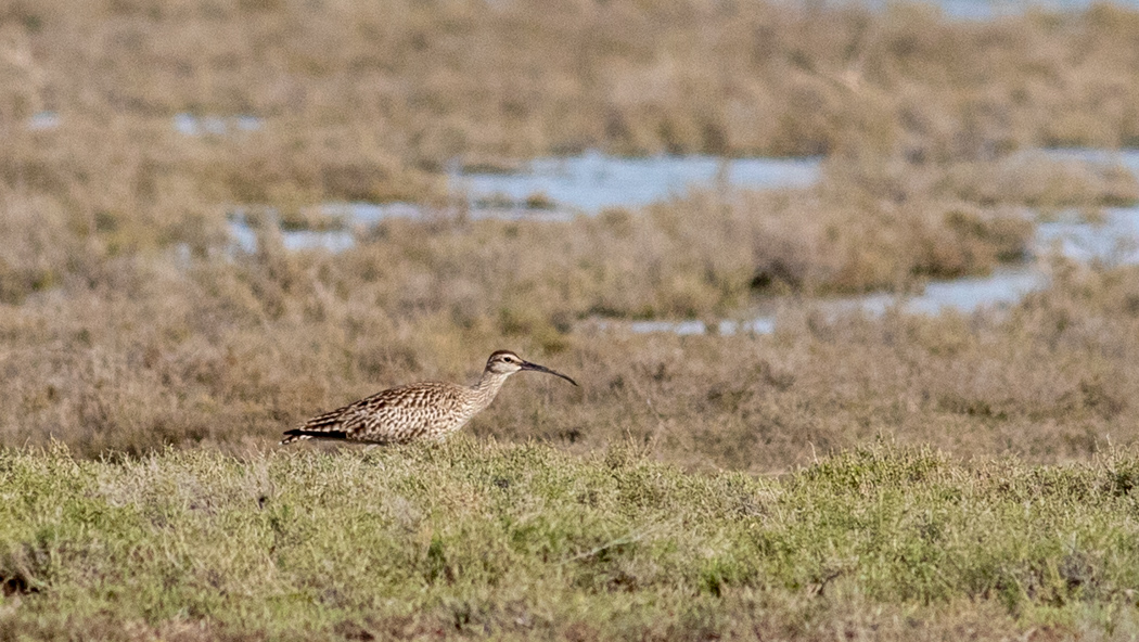 Eurasian Whimbrel
