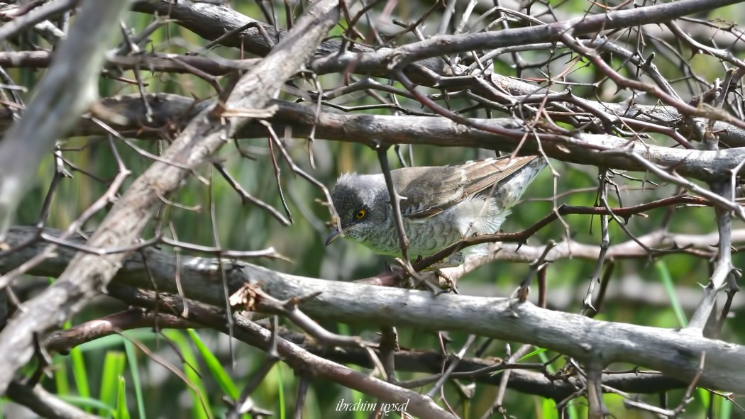 Barred Warbler