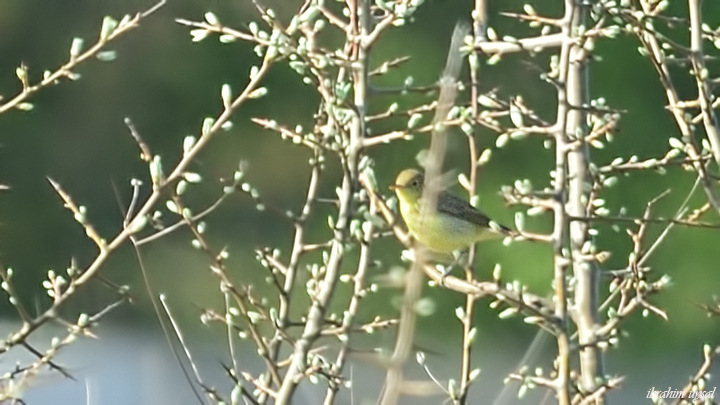Icterine Warbler