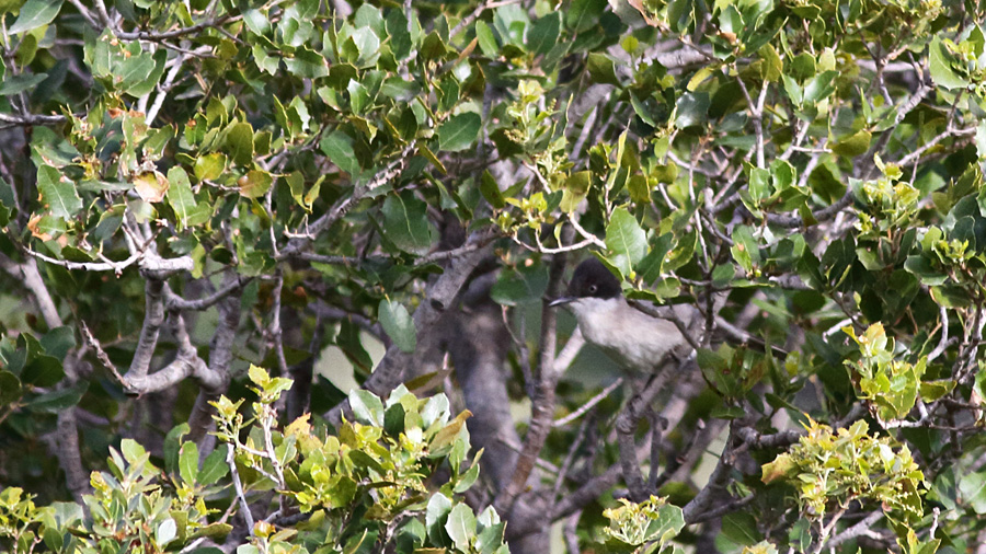 Eastern Orphean Warbler