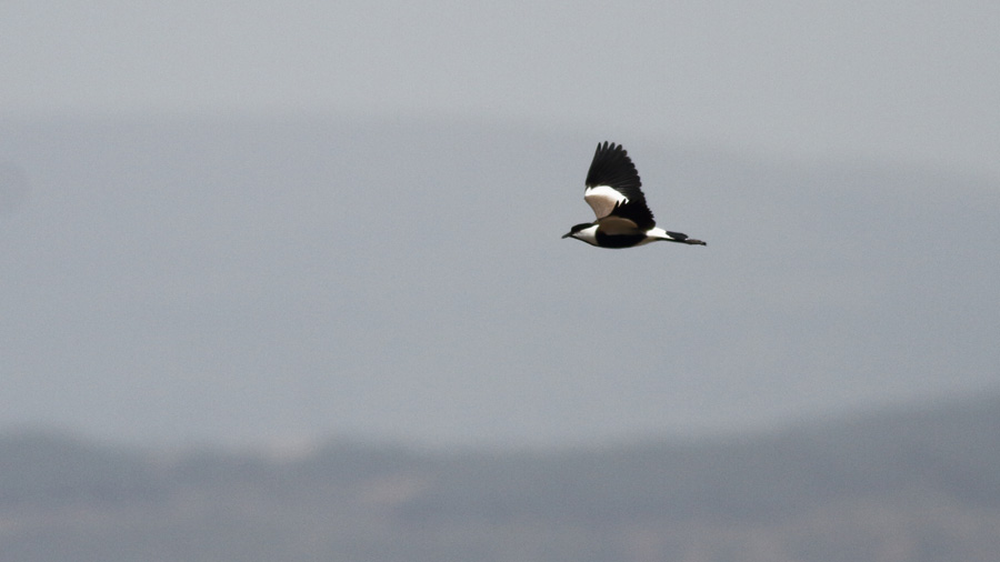 Spur-winged Lapwing