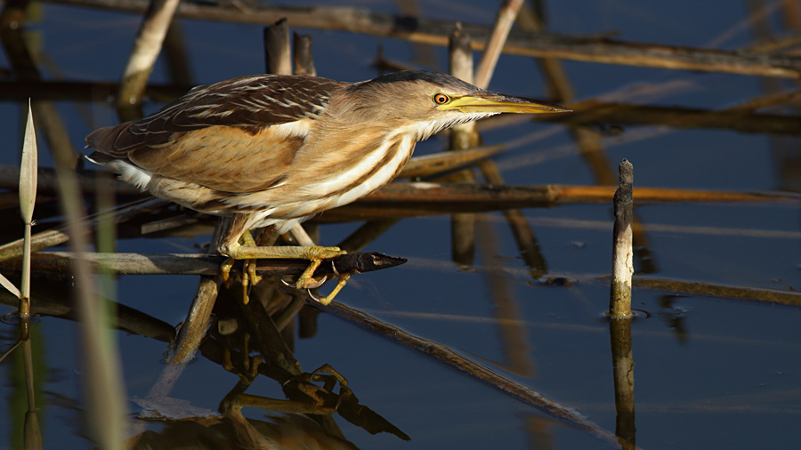 Little Bittern