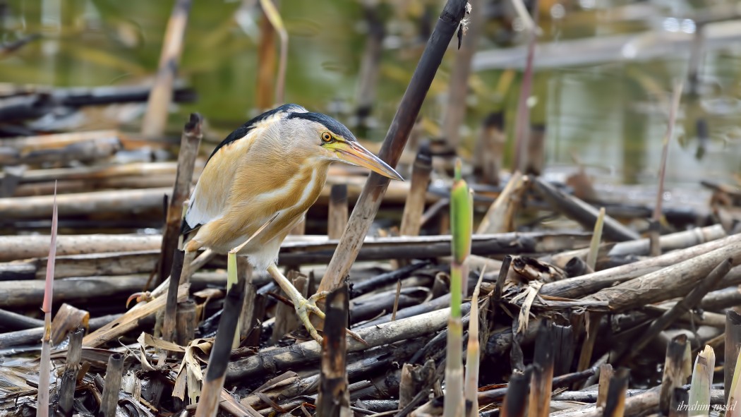 Little Bittern