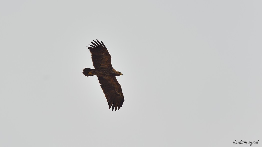 Lesser Spotted Eagle