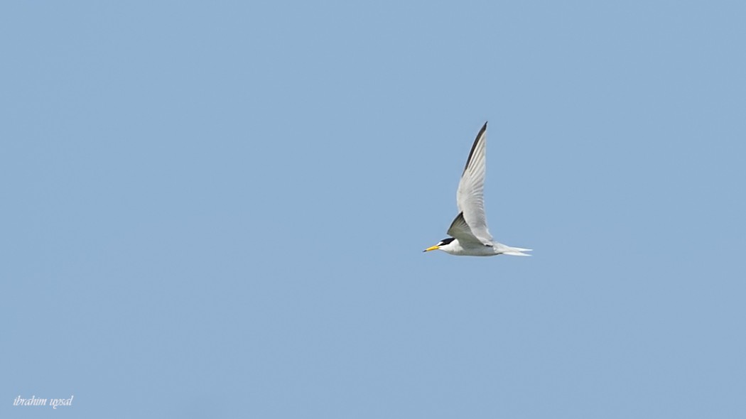 Little Tern