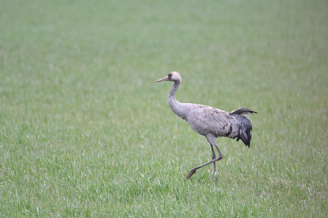 Common Crane
