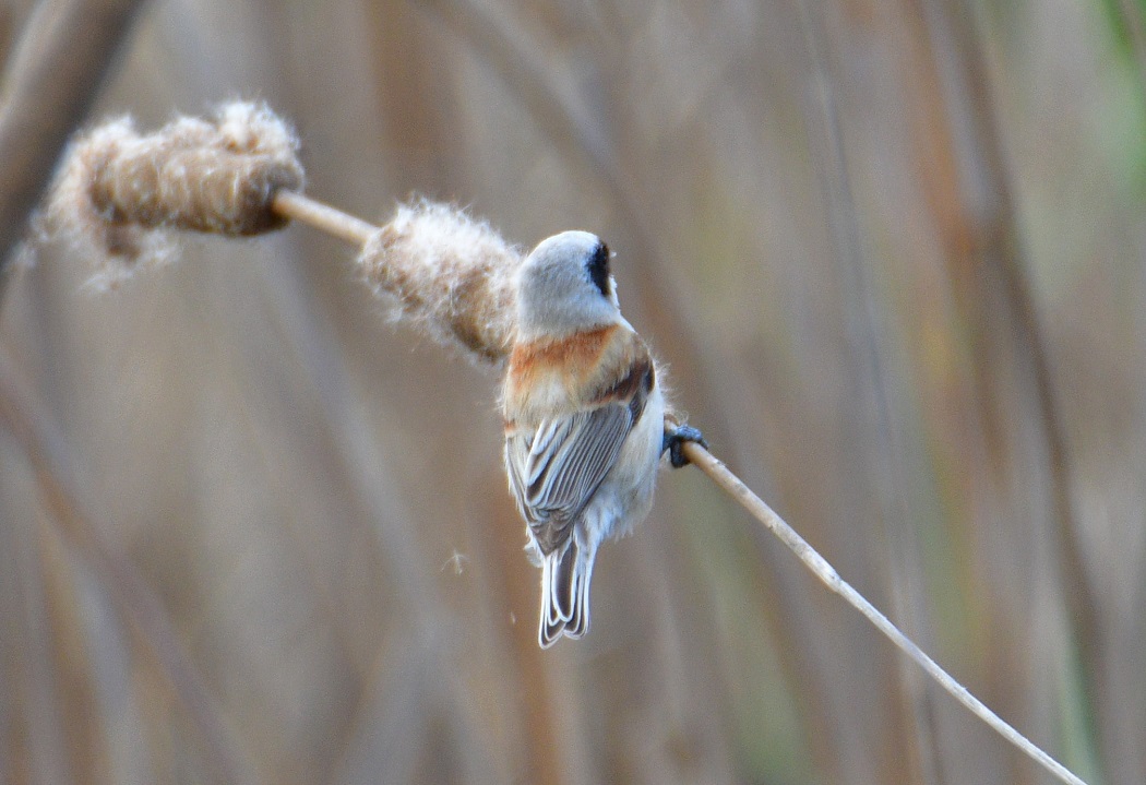 Eurasian Penduline Tit