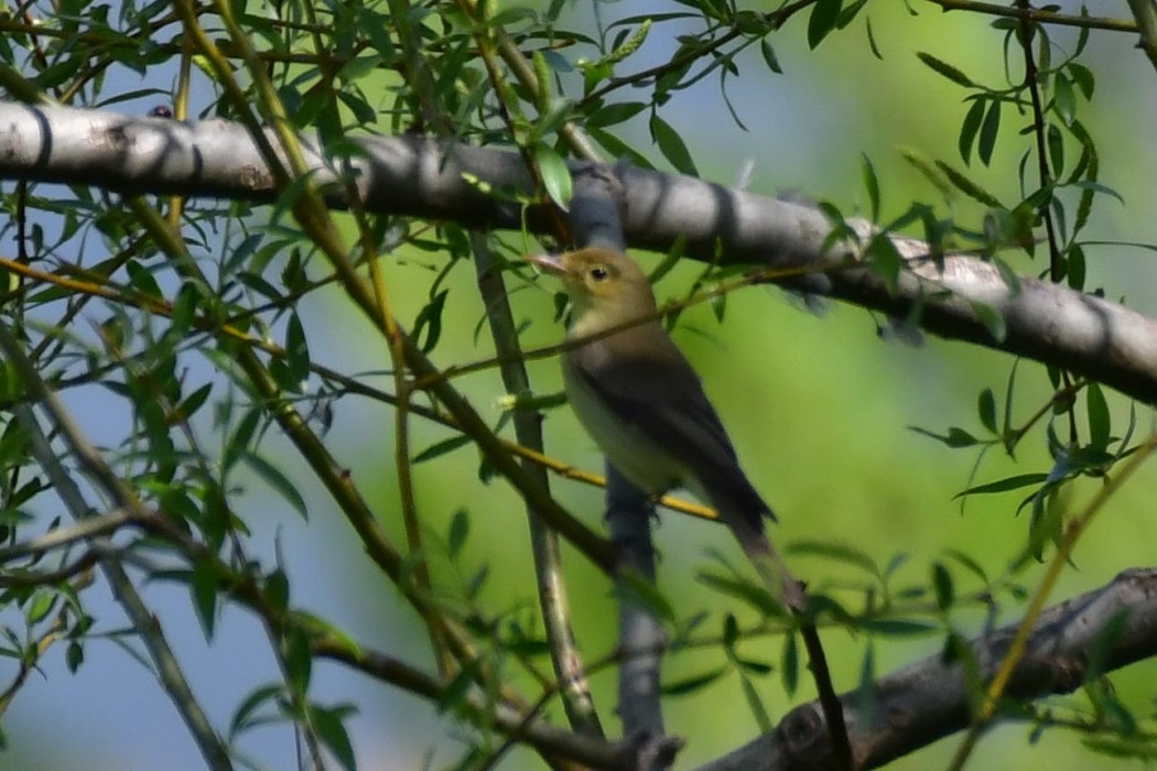 Icterine Warbler