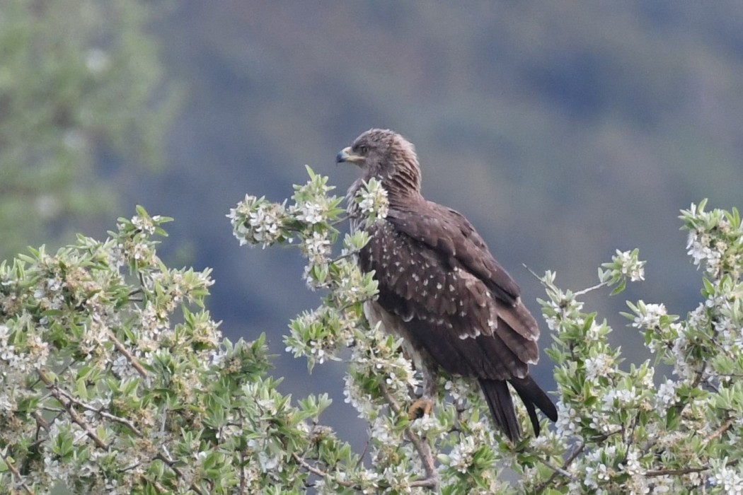 Lesser Spotted Eagle