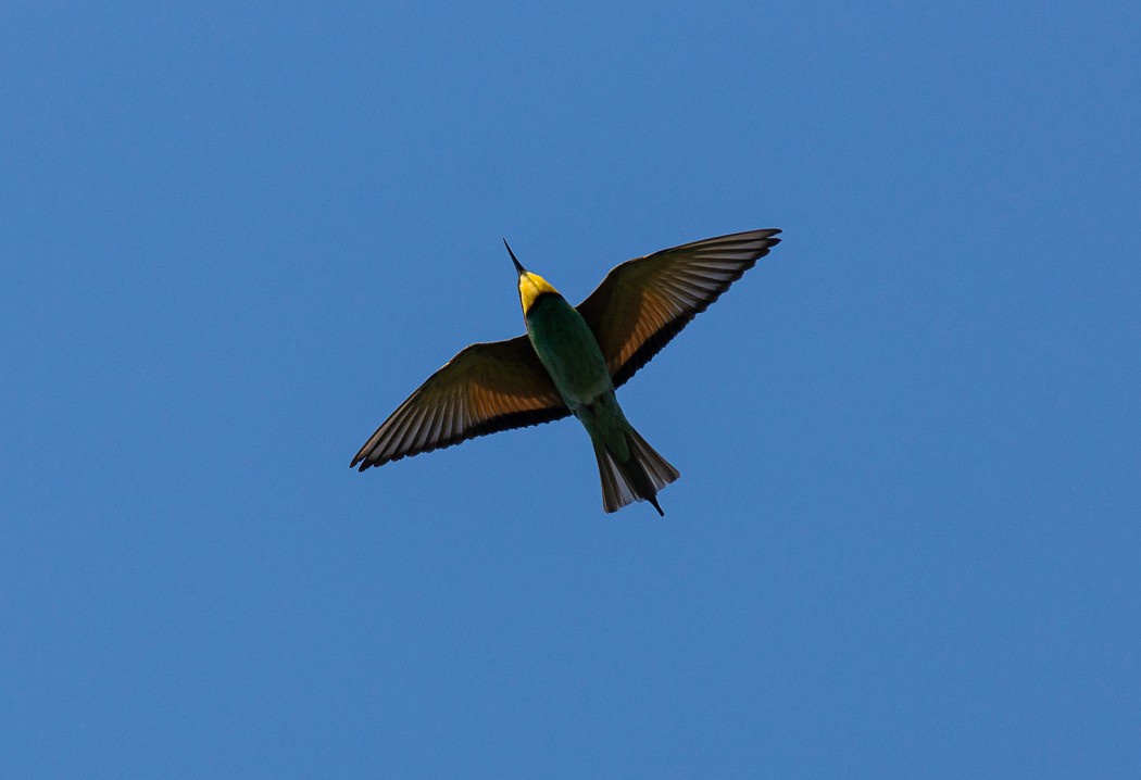 European Bee-eater