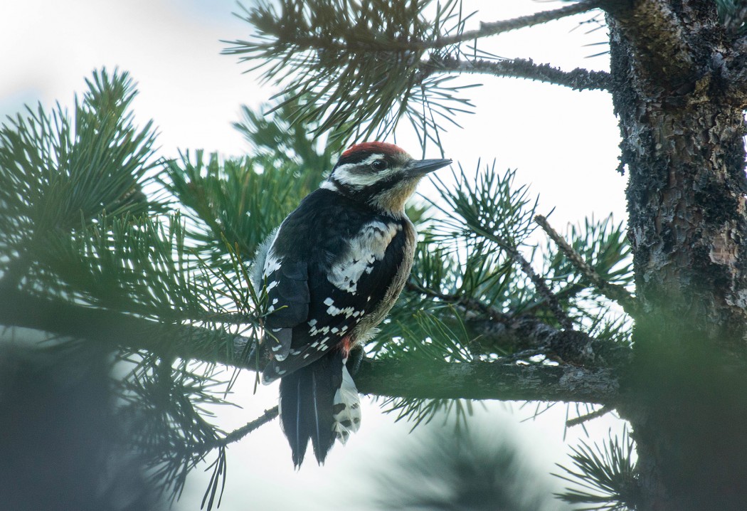 Great Spotted Woodpecker