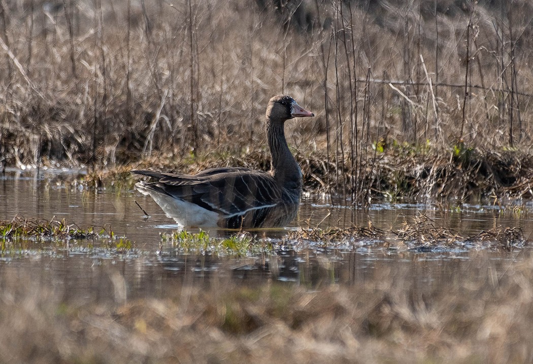 Greater White-fronted Goose