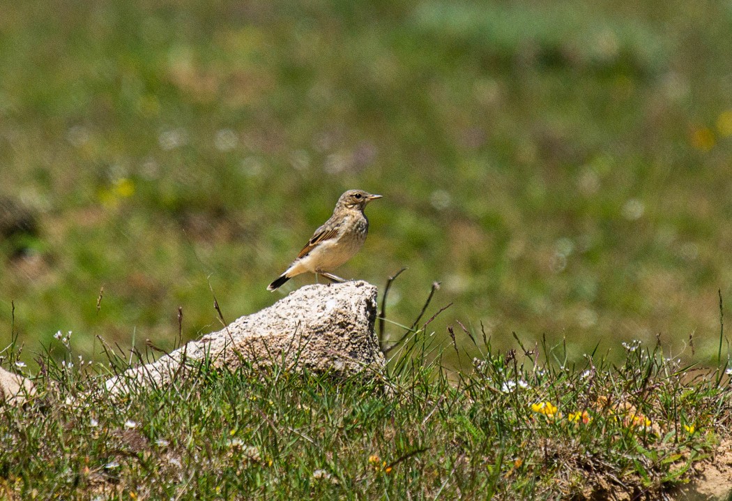Northern Wheatear