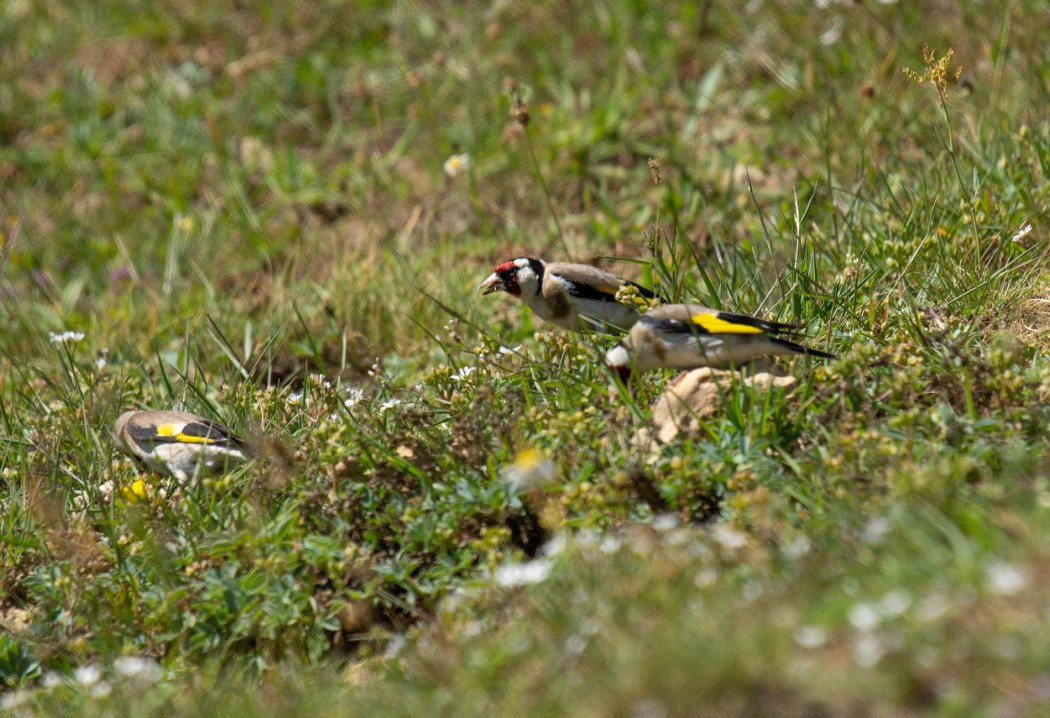 European Goldfinch