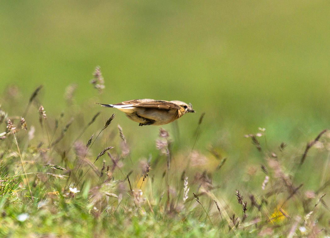 Northern Wheatear
