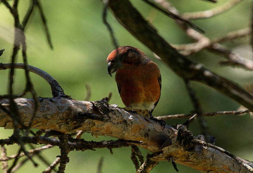 Red Crossbill