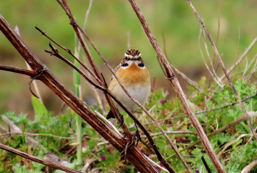 Whinchat