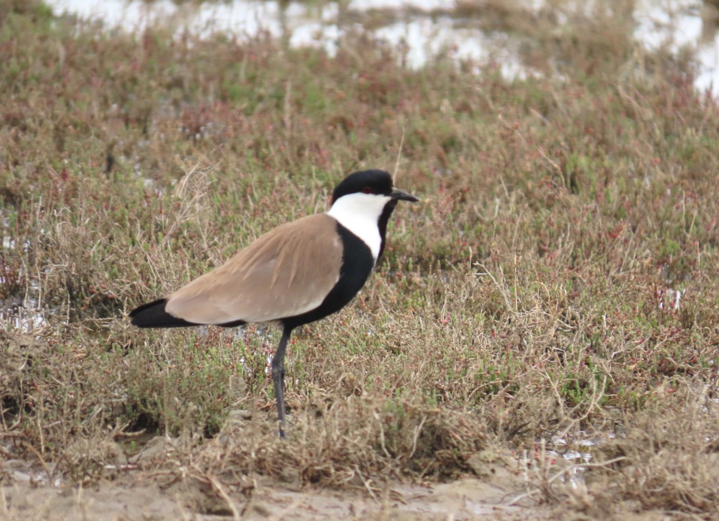 Spur-winged Lapwing