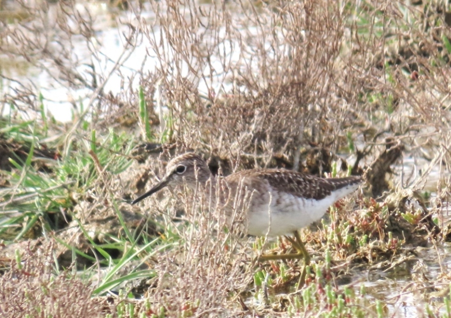 Wood Sandpiper