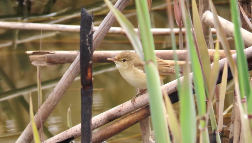 Common Reed Warbler