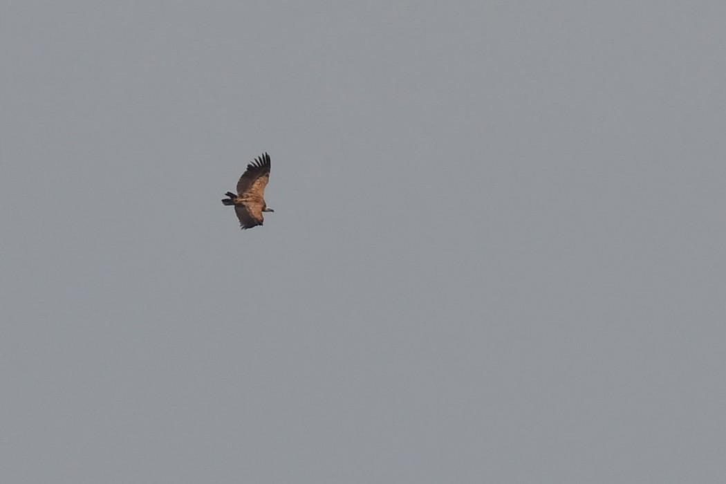 Griffon Vulture