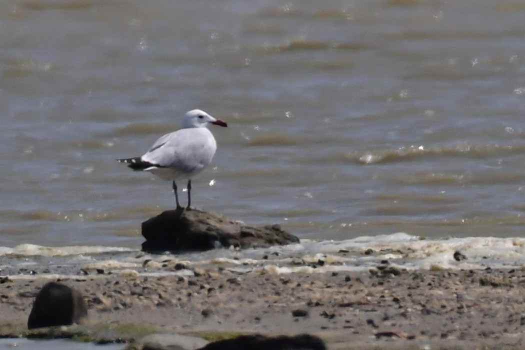 Audouin`s Gull