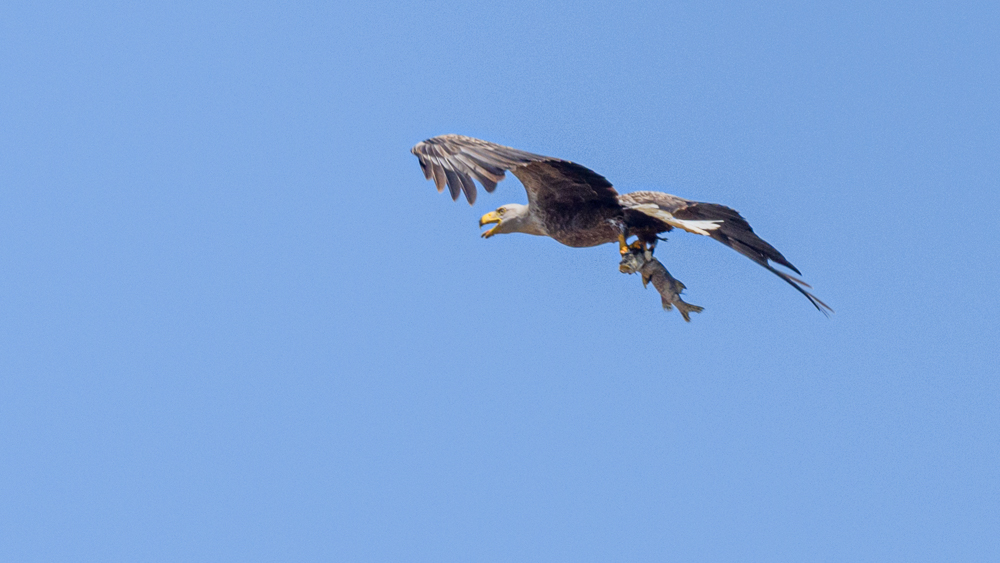 White-tailed Eagle