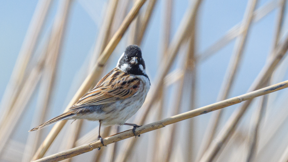 Common Reed Bunting