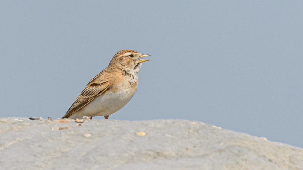 Greater Short-toed Lark