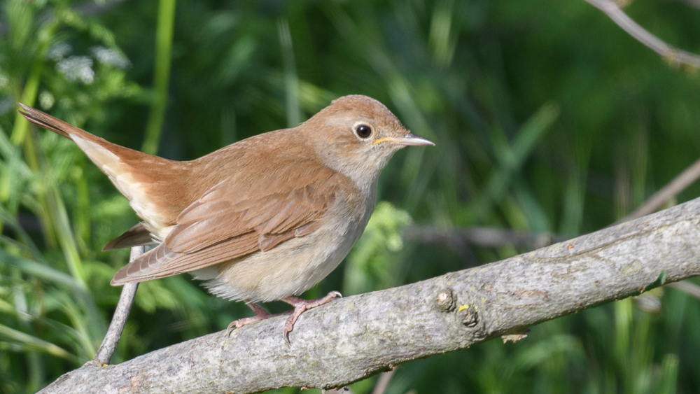 Common Nightingale