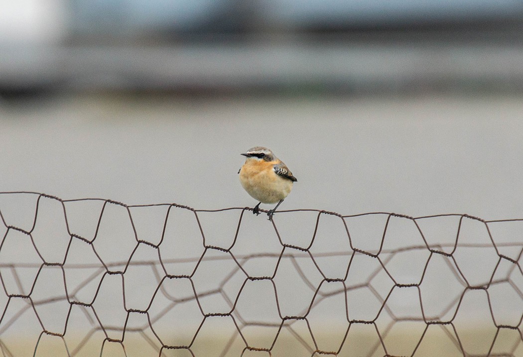 Northern Wheatear