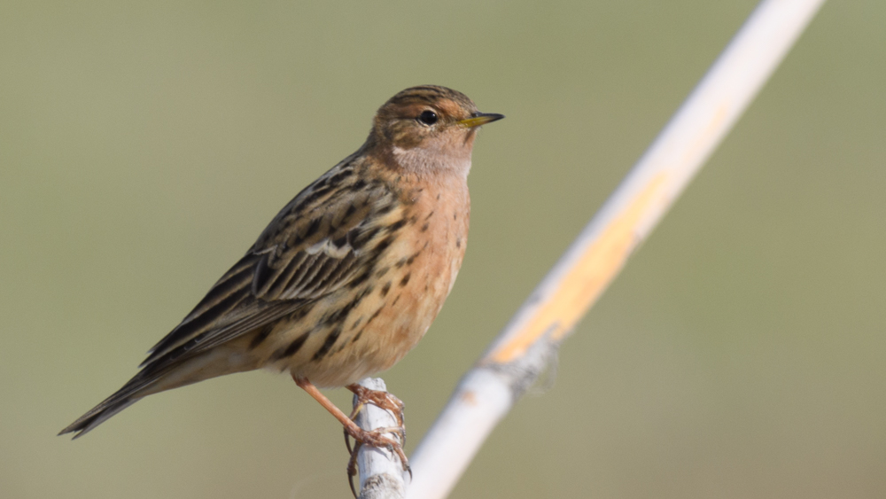 Red-throated Pipit