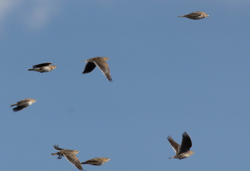 Calandra Lark