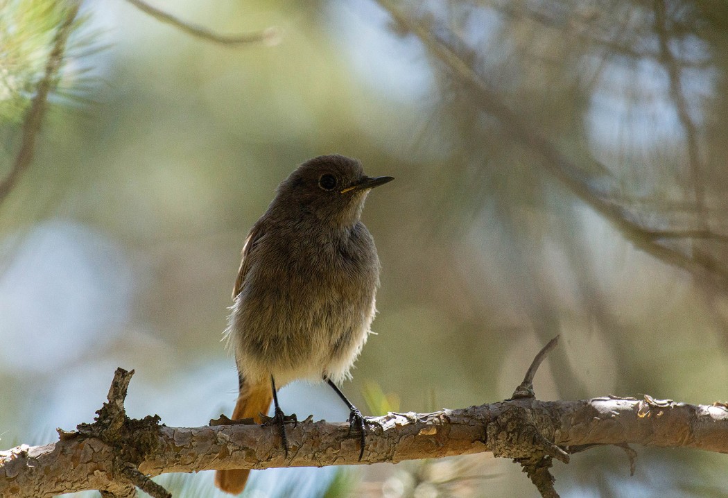 Black Redstart