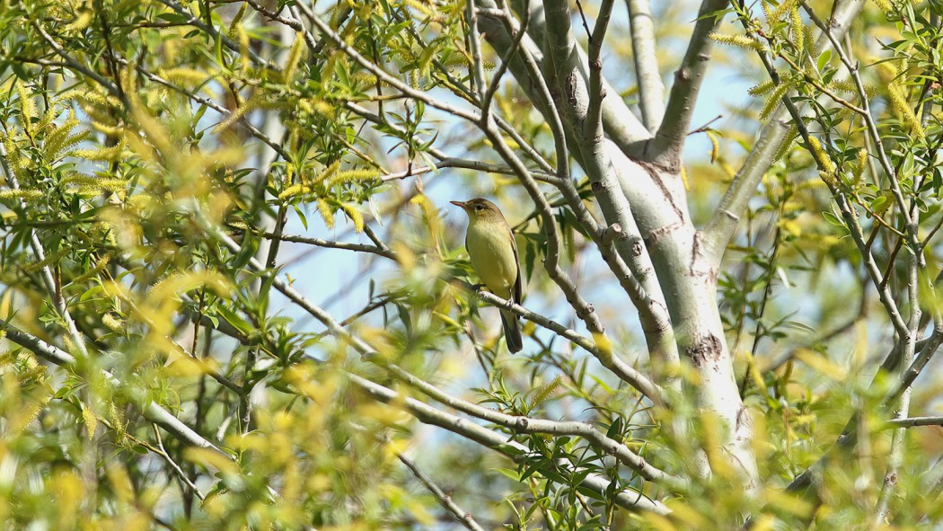 Icterine Warbler