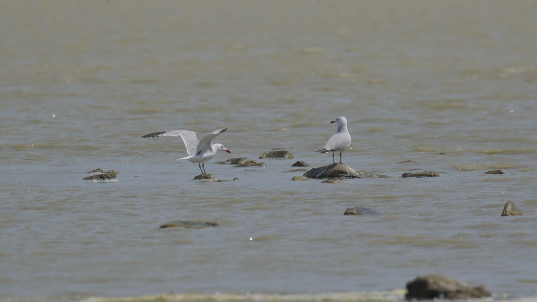 Audouin`s Gull