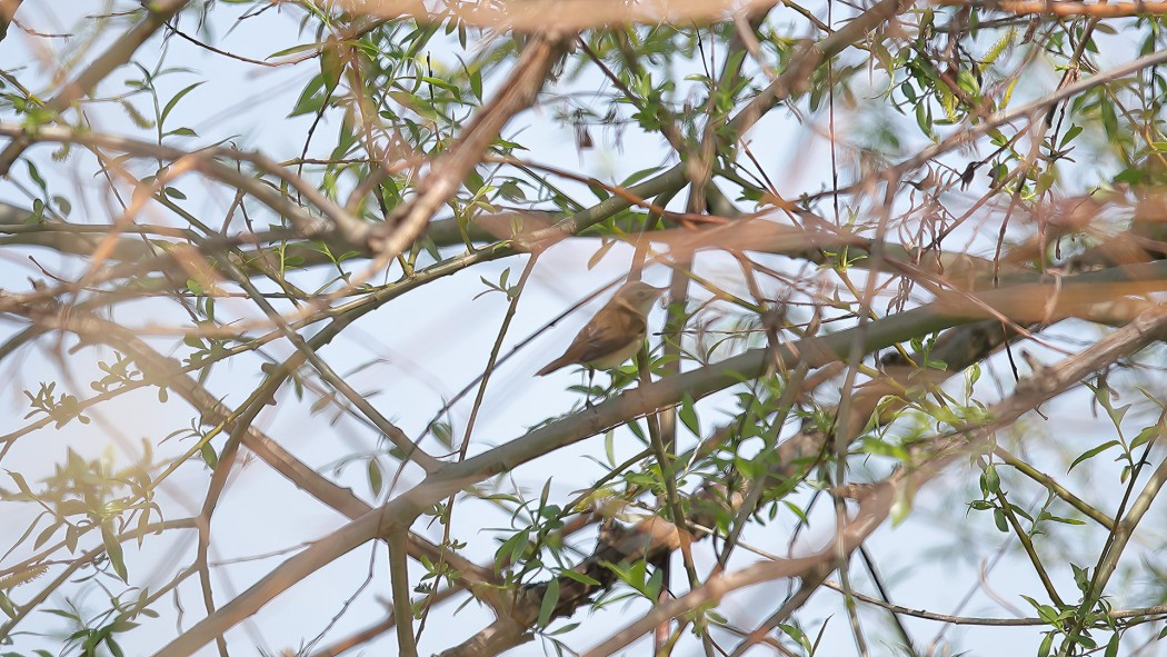 Marsh Warbler