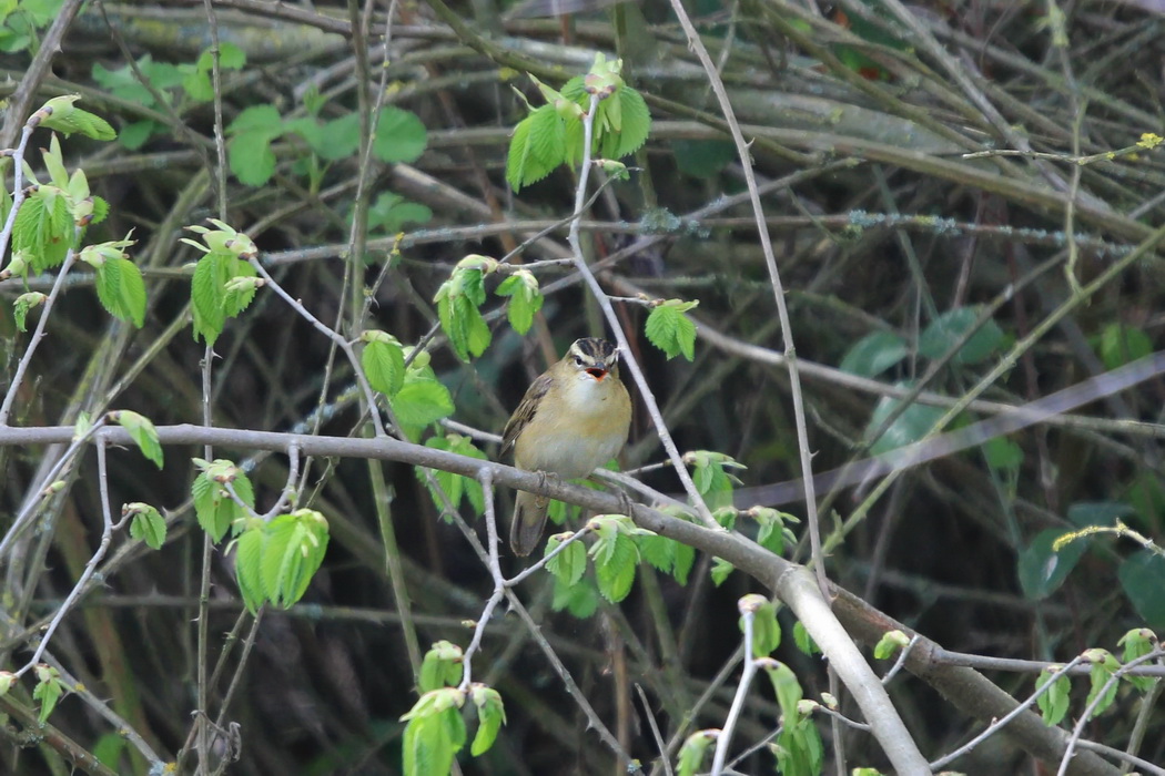 Sedge Warbler