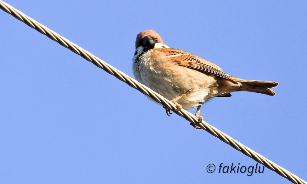 Eurasian Tree Sparrow