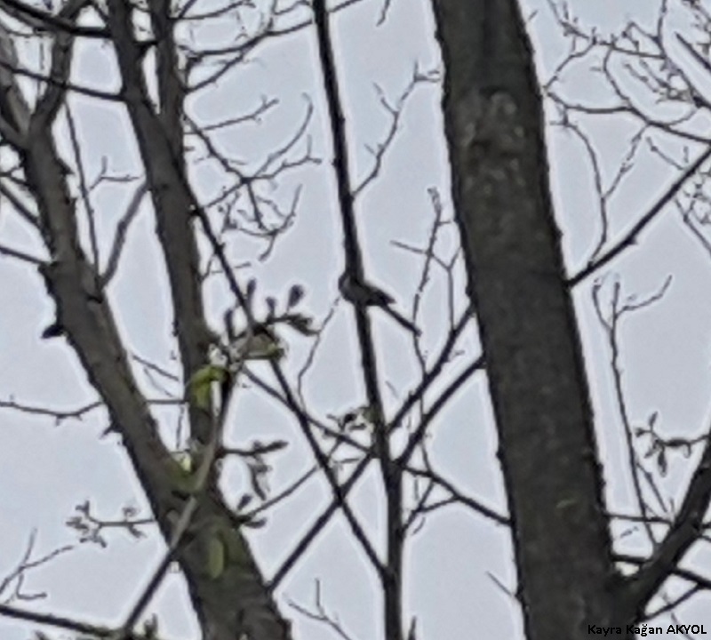 Long-tailed Tit