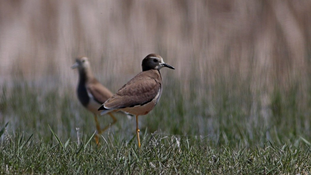 White-tailed Lapwing