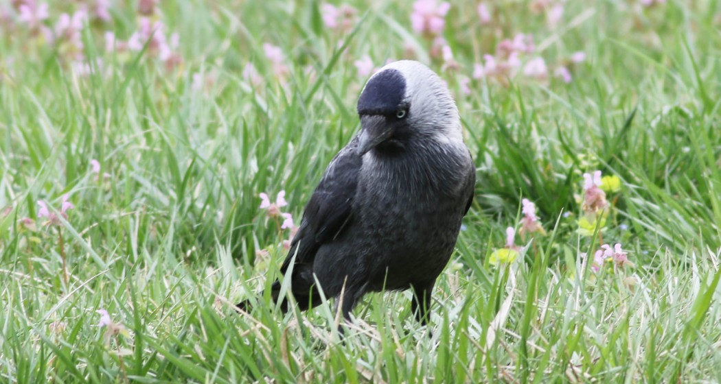Western Jackdaw