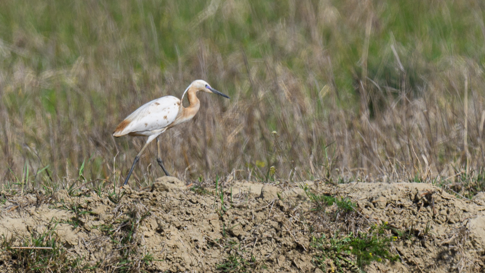Little Egret