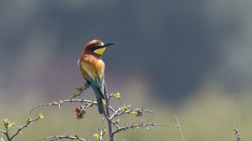 European Bee-eater