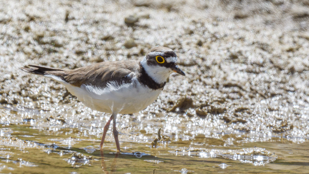 Little Ringed Plover