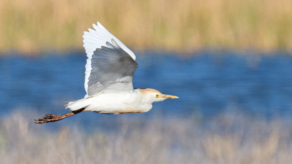 Western Cattle Egret