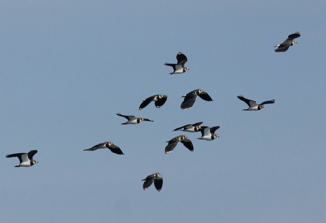 Northern Lapwing