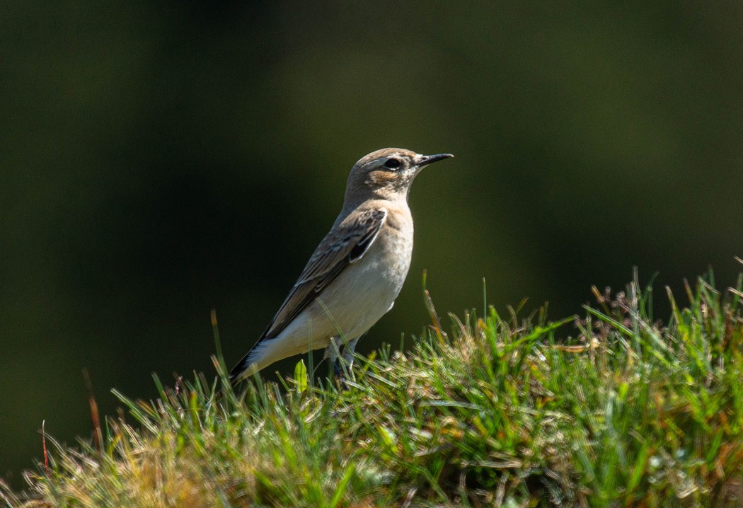 Northern Wheatear